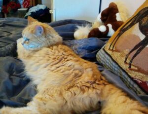 can i play marshock200 on my laptop