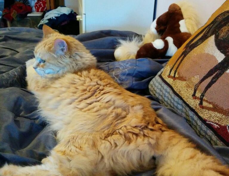 can i play marshock200 on my laptop